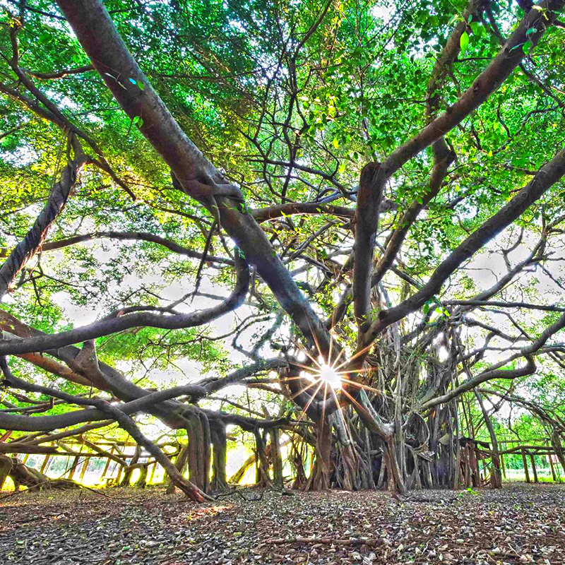 Natural Heritage
